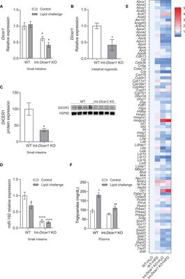 Intestinal Lipid Metabolism Genes Regulated by miRNAs